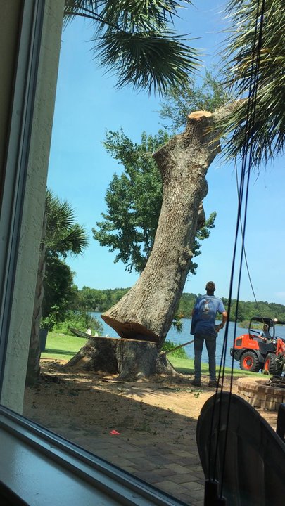 Aardvark Tree Services - View from inside.... - Tree Services Near Me - Port Orange, Florida