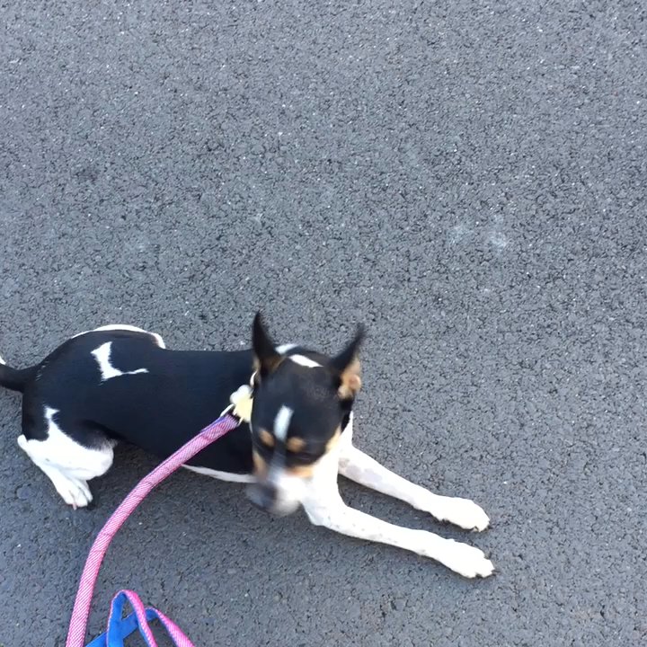 Off Leash K9 Training - At home reinforcement. Put him down next to a house with a big barking dog - Pet Training Near Me - Honolulu, Hawaii