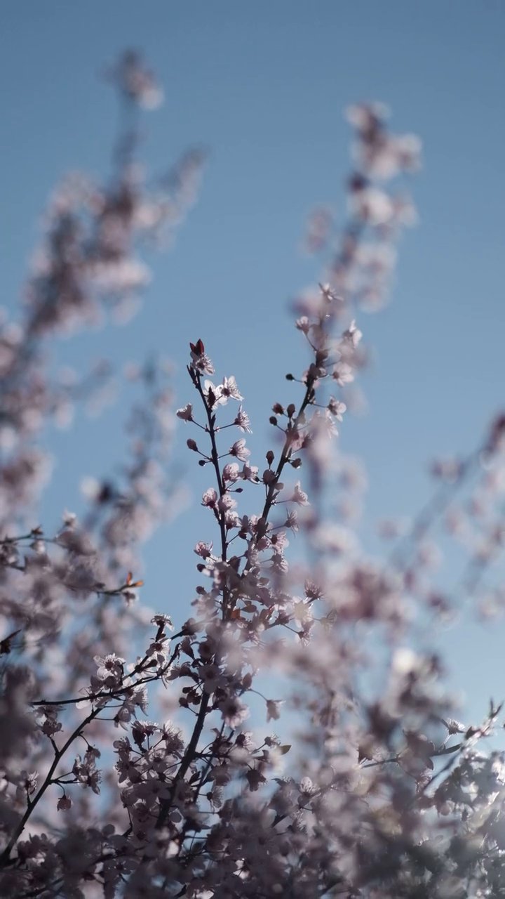 日本はやっぱり美しい🗾
🎥 Burak Bahadır  Büyükkılınç · Pexels
#日本 #旅行 #絶景 #風景 #japan