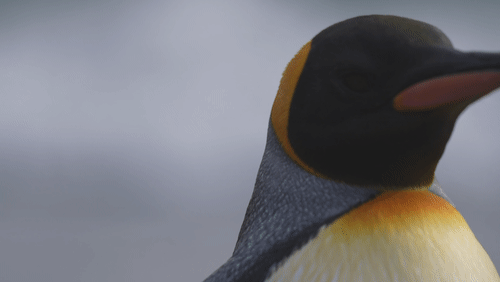 King Penguins in South Georgia animated gif