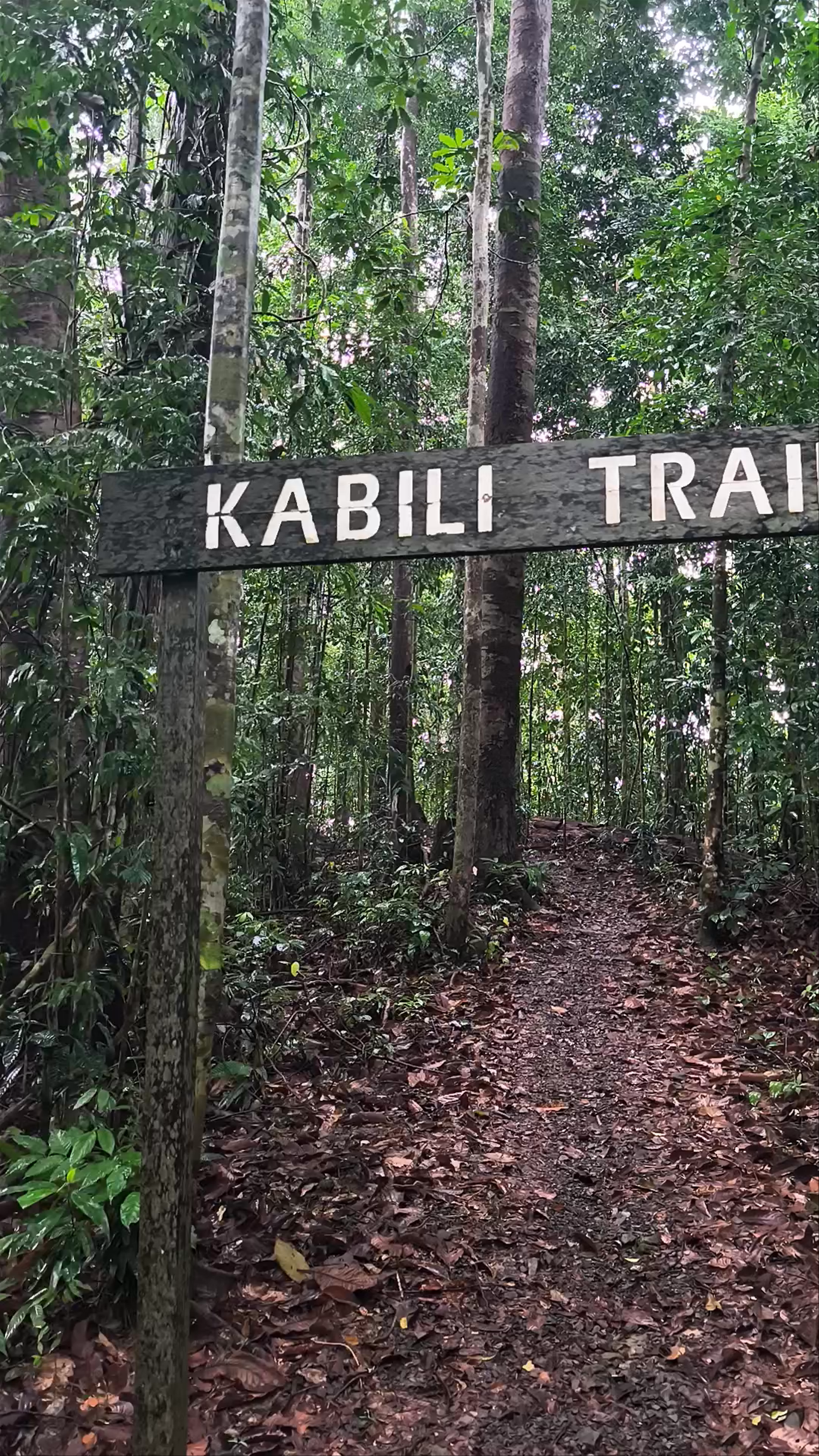 Kabili Trail: Immersive Rainforest Trek in Sabah, Malaysia