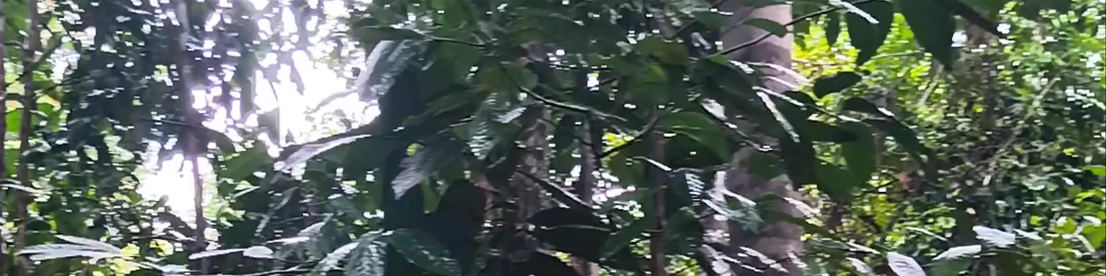 Kabili trail