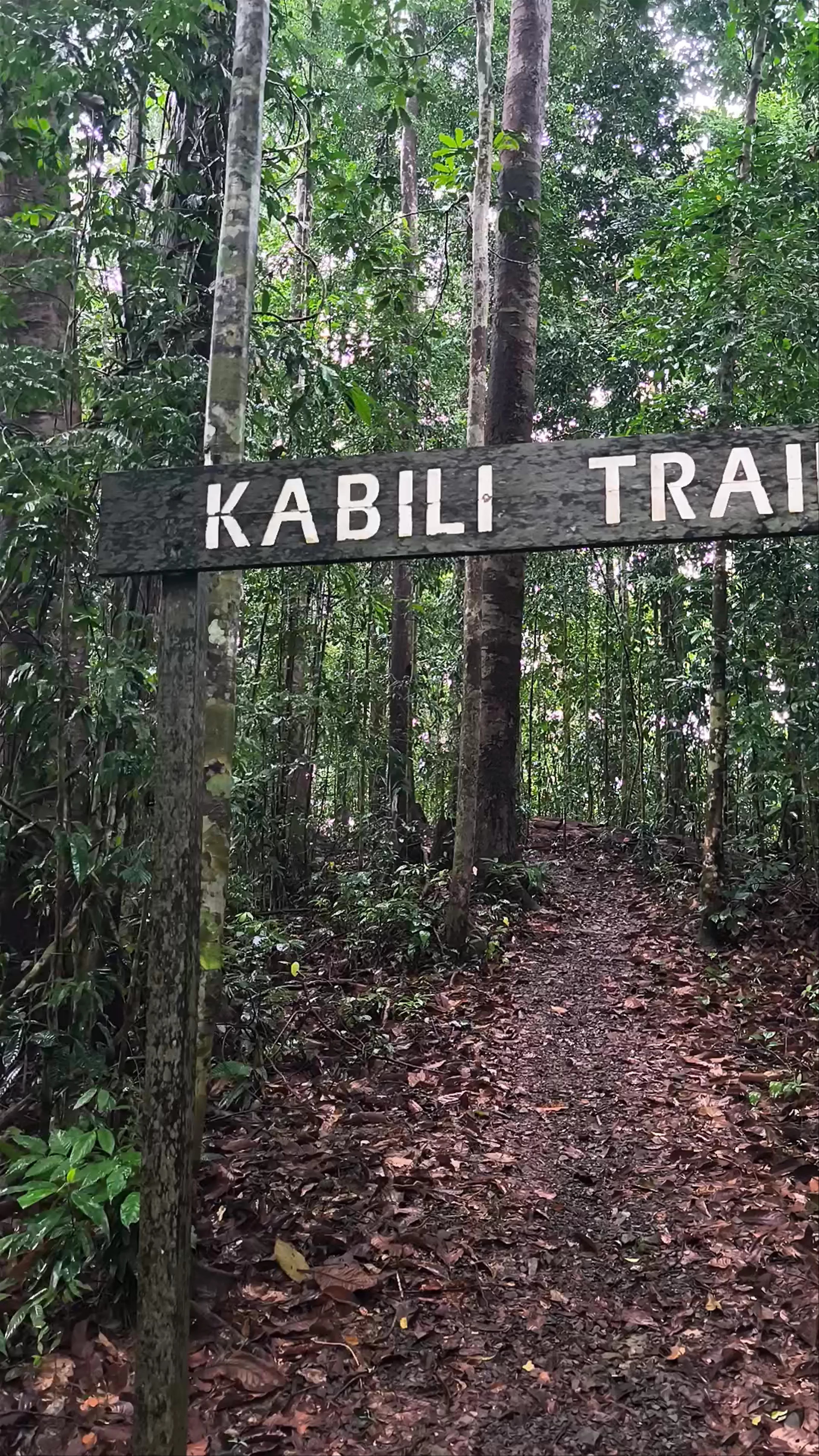 Kabili Trail, Sepilok