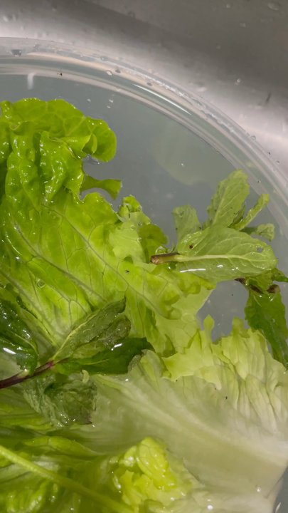 Pho Duong - Aphid swimming in water from previously shown lettuce - Vietnamese Near Me - Burke, Virginia