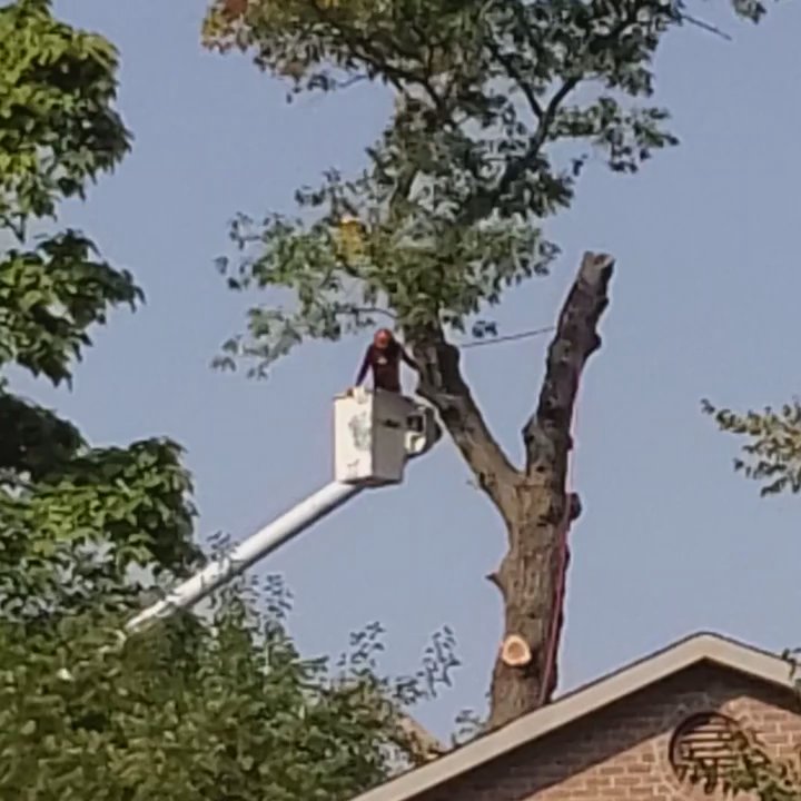 Roman Tree Care - Tree Services Near Me
