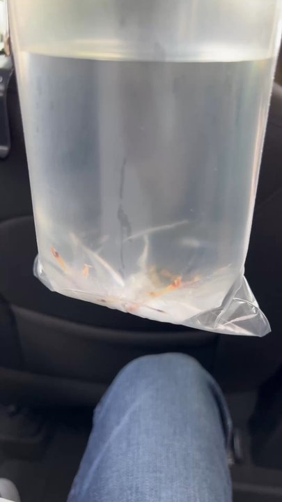 Exotic Aquatics - 7 black crystal shrimps and 10 red crystal shrimps - Aquarium Services Near Me - Plano, Texas