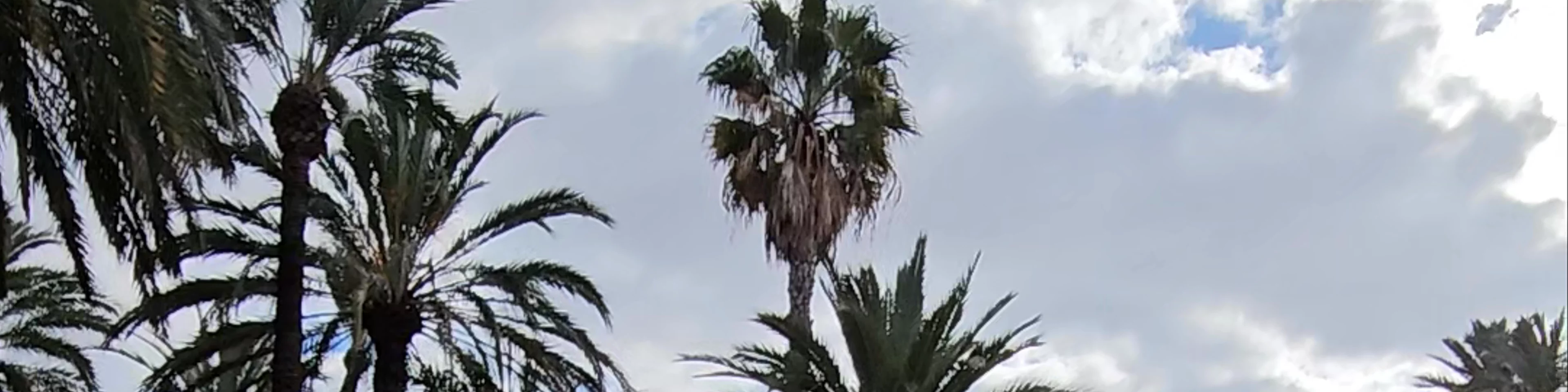 El Palmeral de Elche
