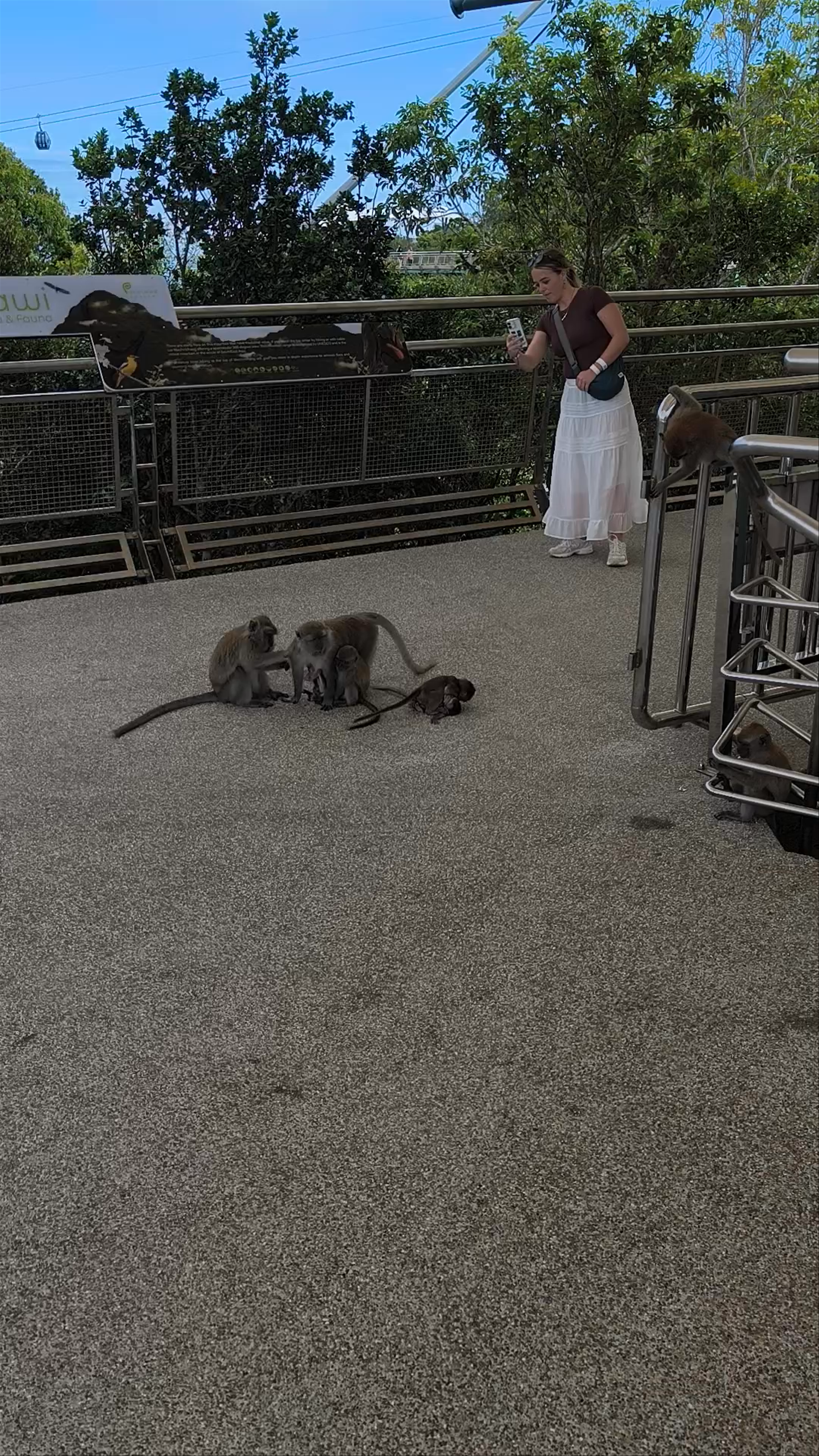 Langkawi Sky Bridge: Up Close with Friendly Monkeys in Malaysia’s Tropical Canopy