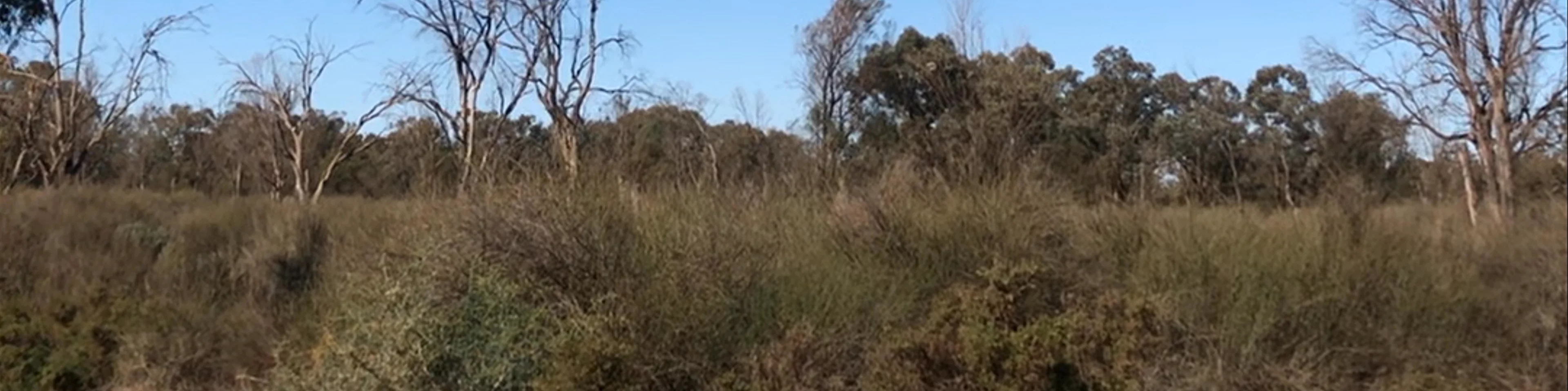 Merbein Common