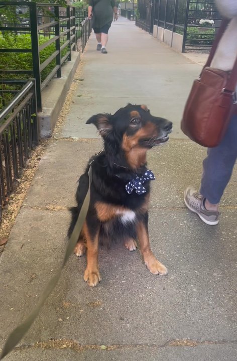 Crawford's Canine Dog Training - "Stay" - not reacting to people - Pet Training Near Me