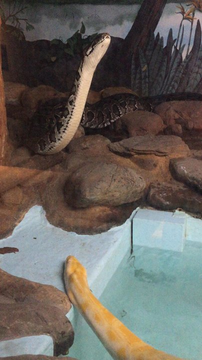 Utica Zoo - Snakes slithering - Zoos Near Me - Utica, New York