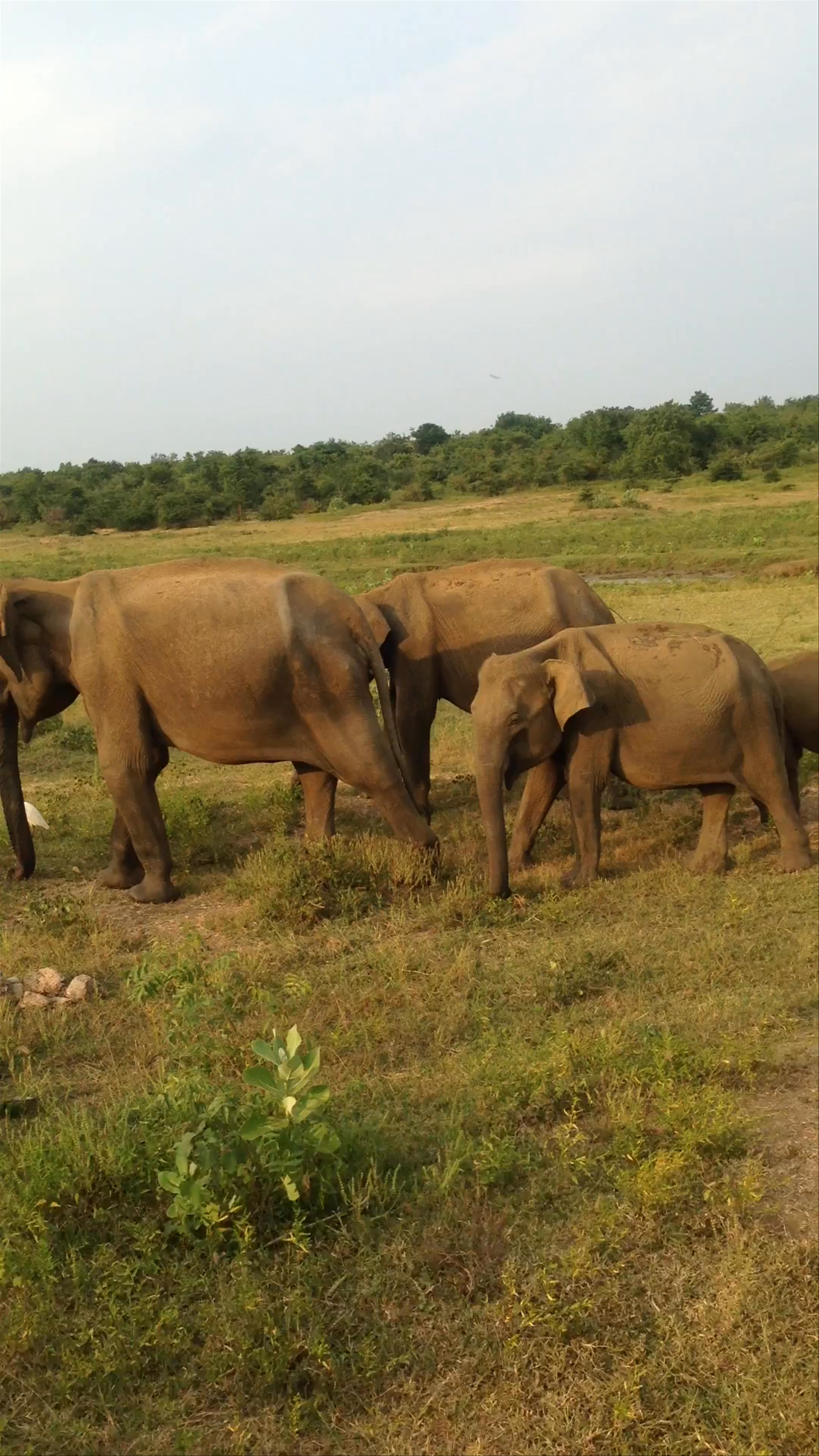 Udawalawe National Park Safari