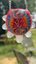 Small image 9