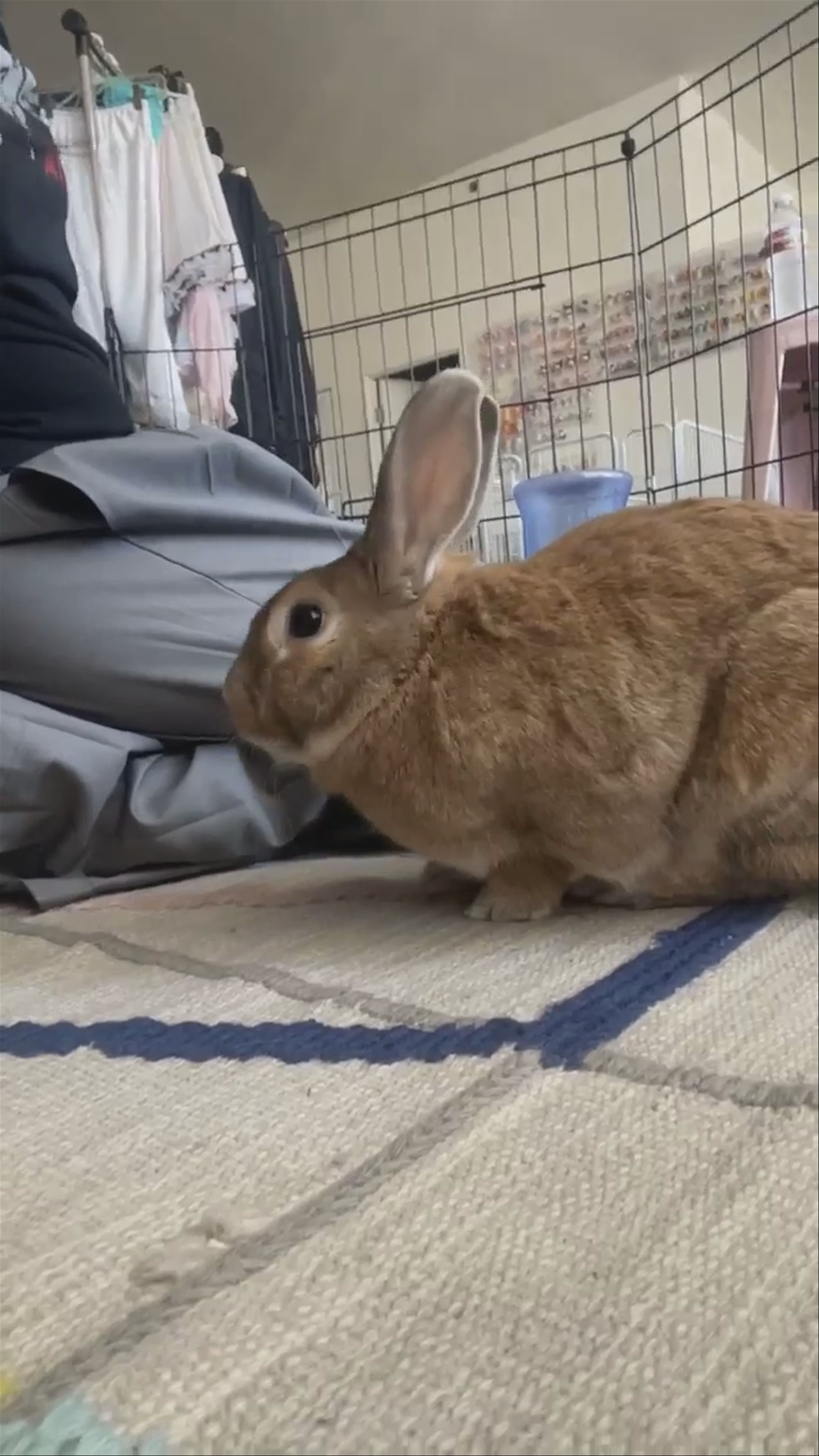 Feeding bunnies!!