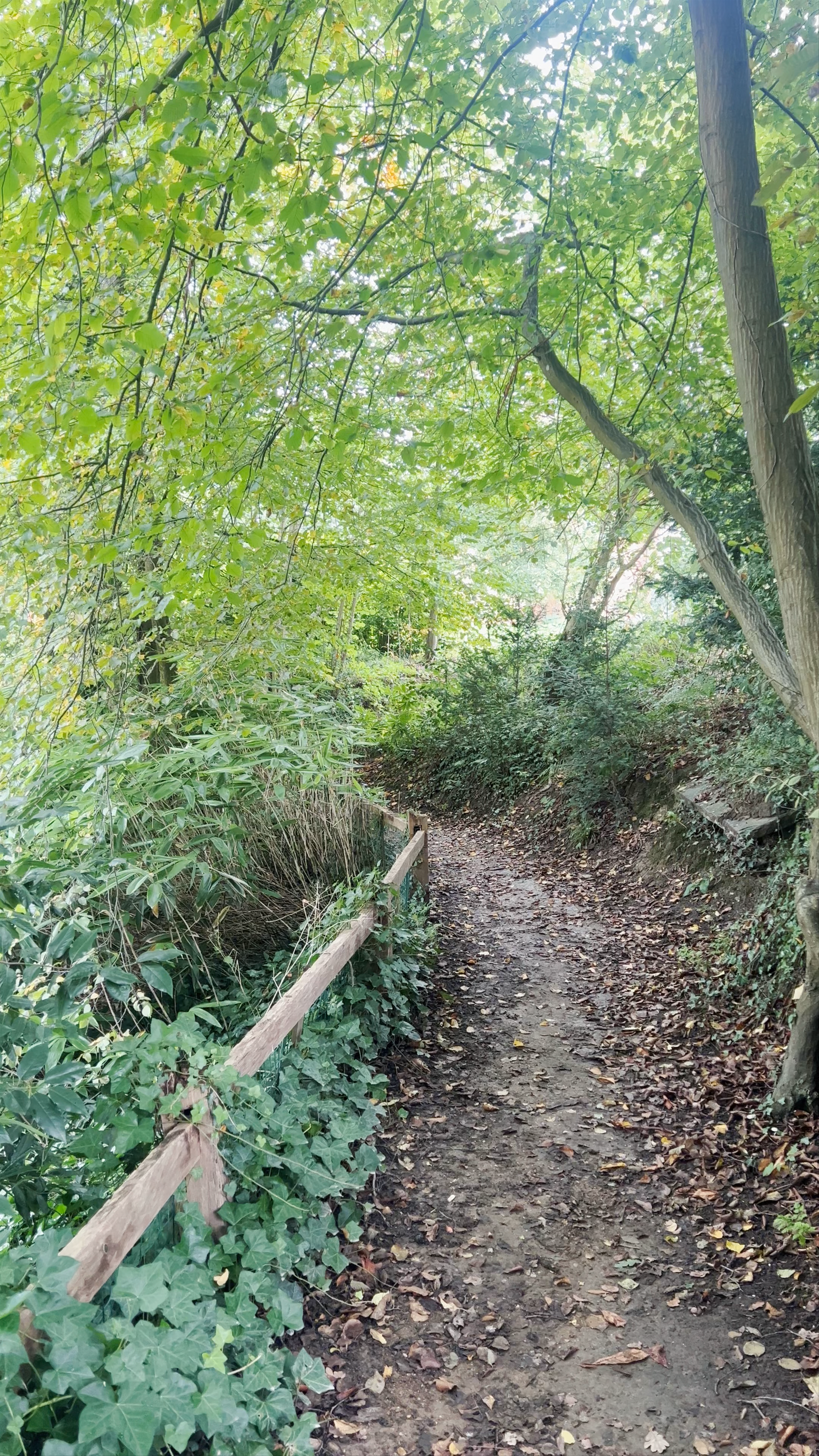 Tranquil Woodland Trail at Goffs Park, Crawley