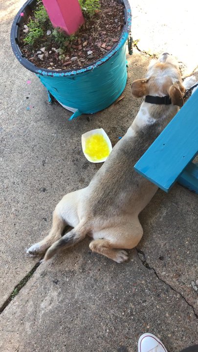 Kalona Kones - 5/5/19. Sweltering Sunday afternoon! Cinco de Mayo! Free Woof-A-Licious canine sno kones! Banana! Benji approves! They're tail-waggin' good! - Desserts Near Me - Shreveport, Louisiana