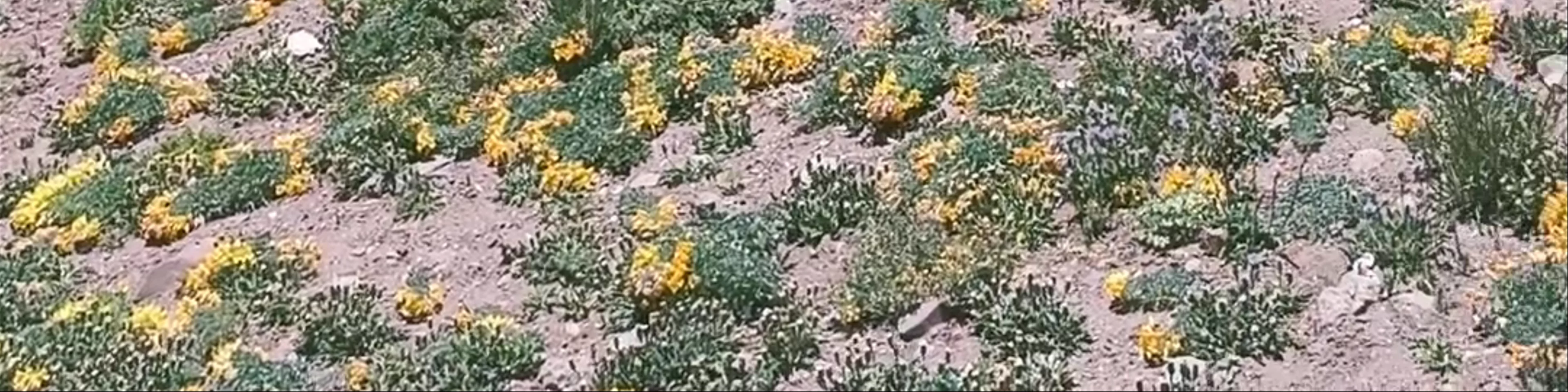 Parque Provincial Aconcagua