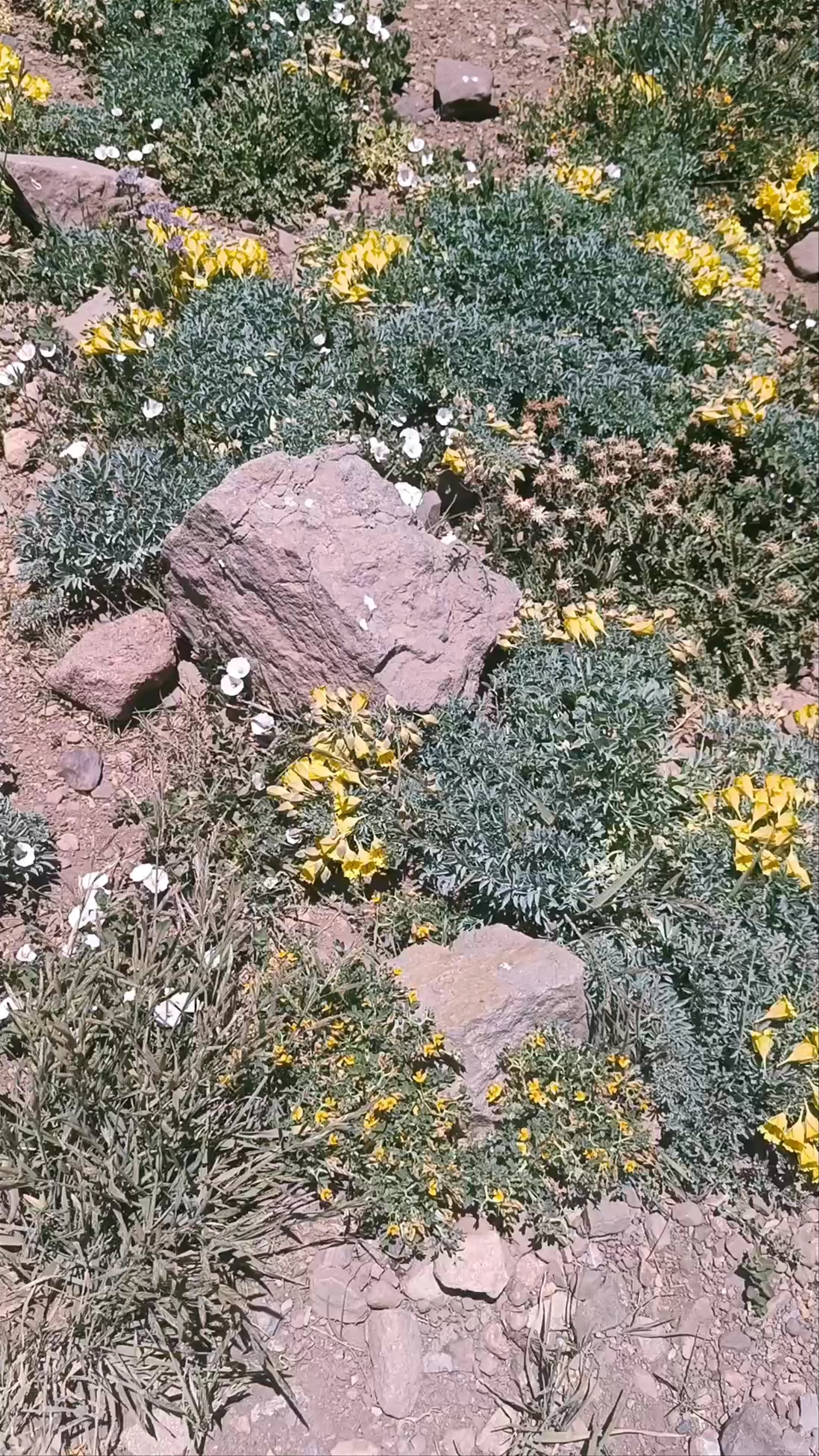 Parque Provincial Aconcagua