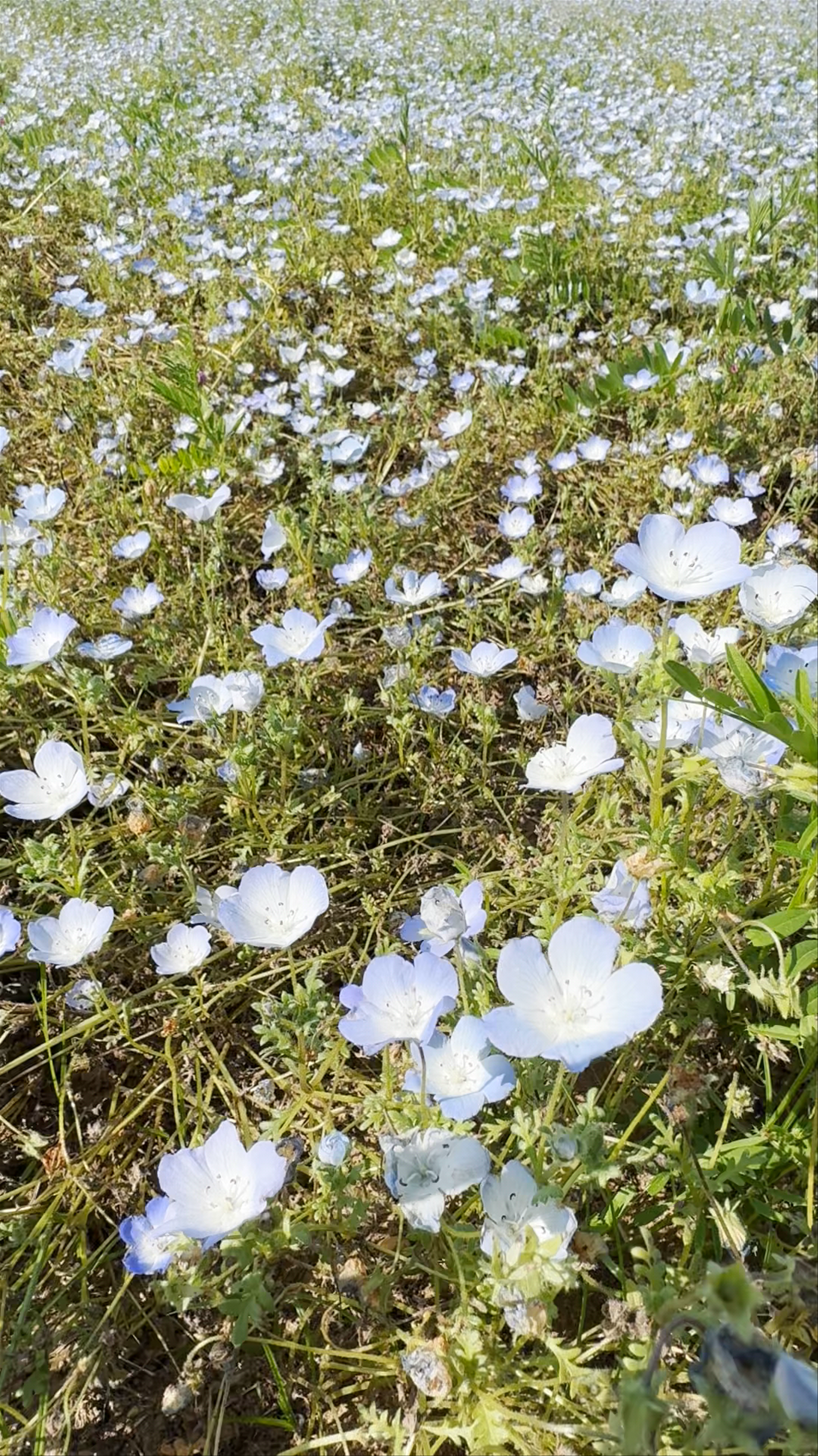 Hitachi Seaside Park