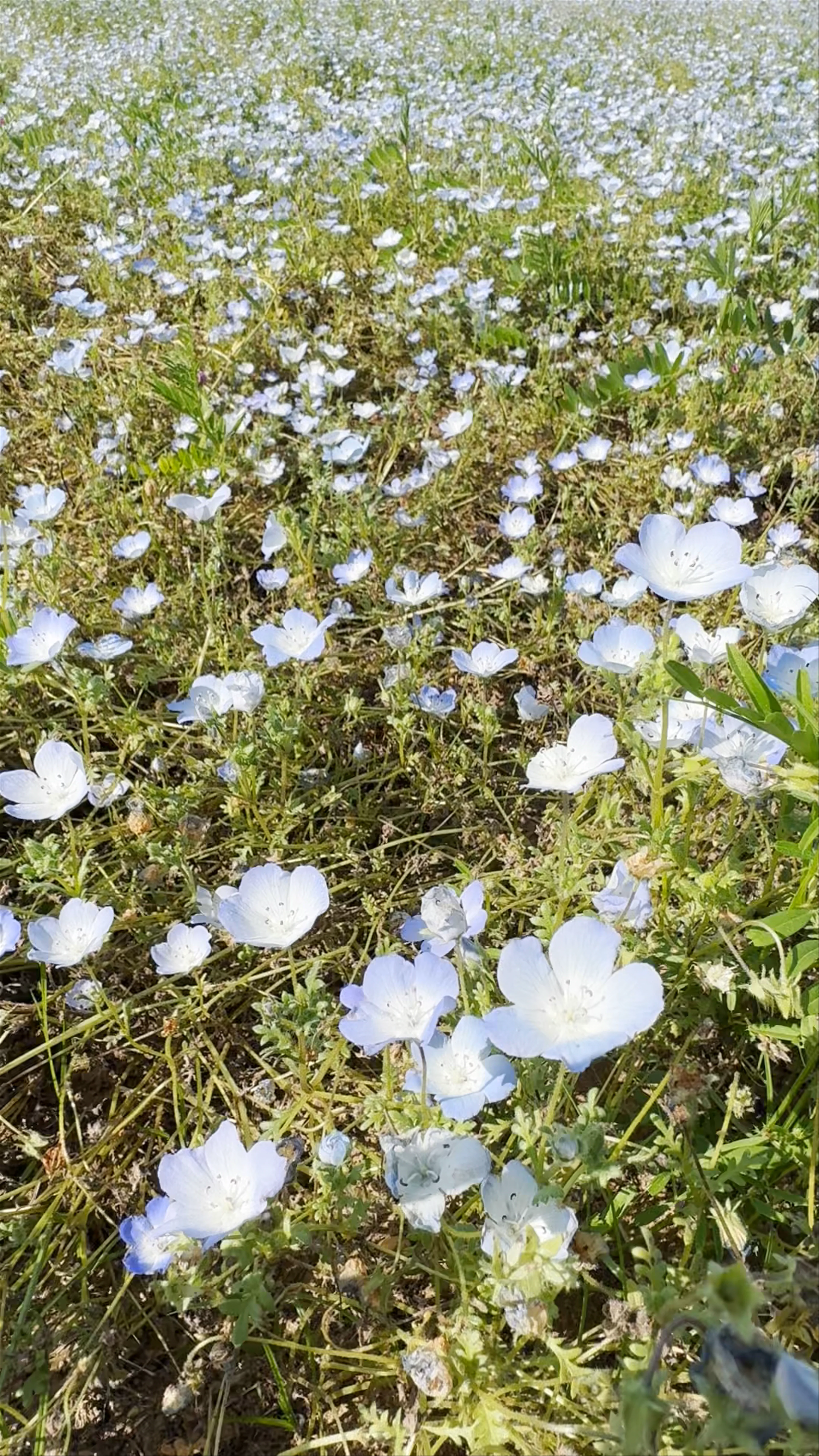 Hitachi Seaside Park