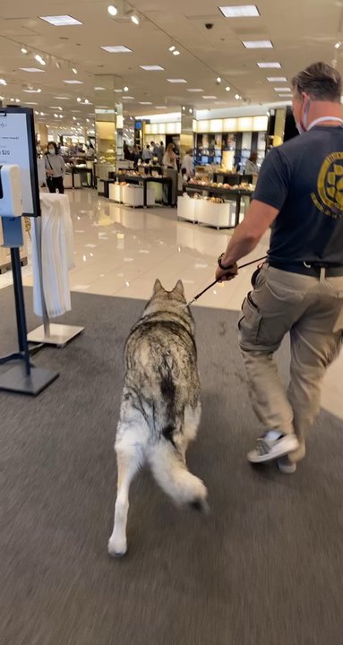 Zen Your Dog - Pet Training Near Me