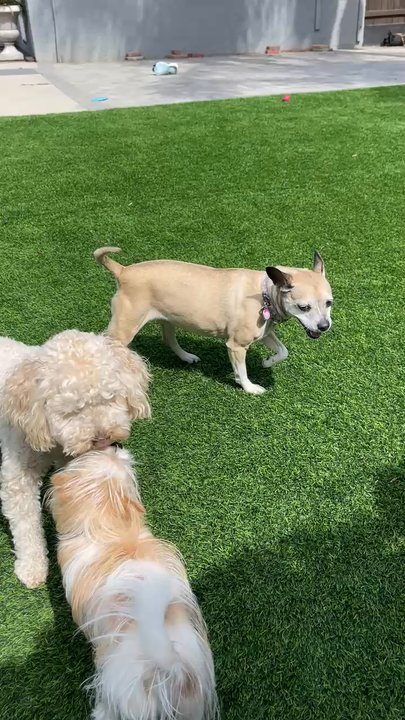 Marpawws - Pet Boarding Near Me