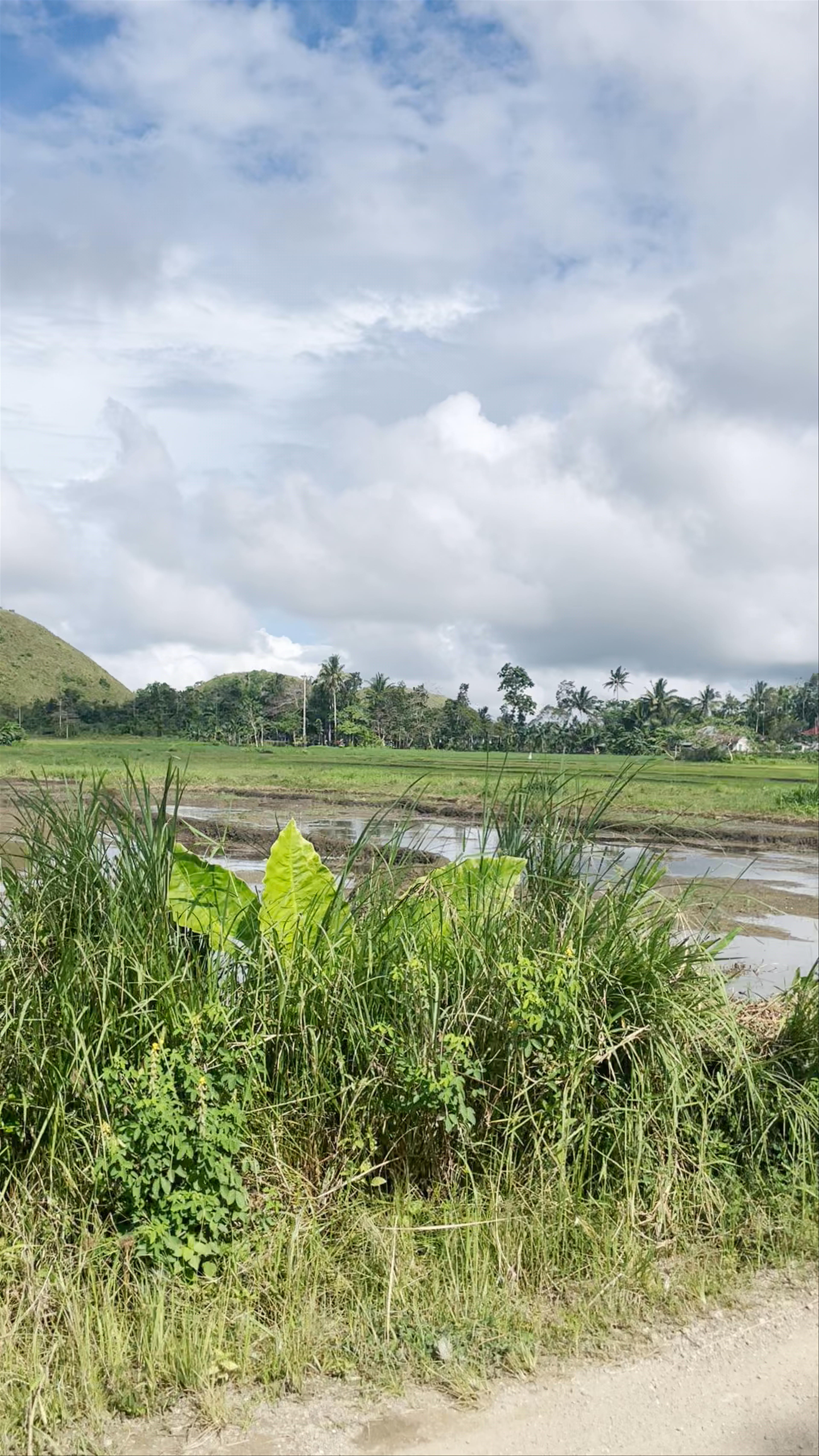 Chocolate Hills Natural Monument