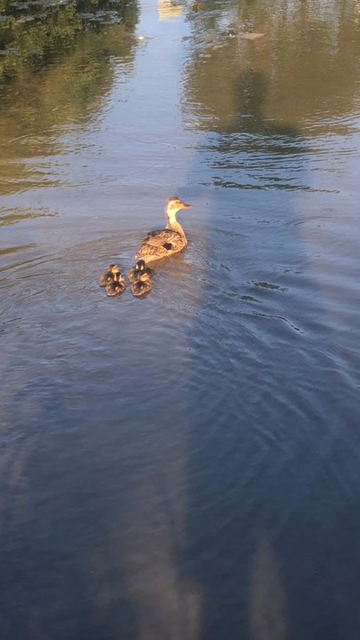 Foster Park - Duck swimming - Parks Near Me - Fort Worth, Texas