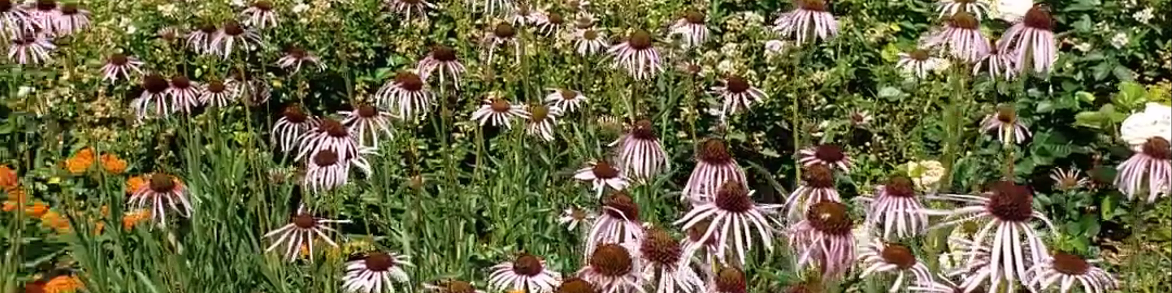 Royal Botanical Gardens