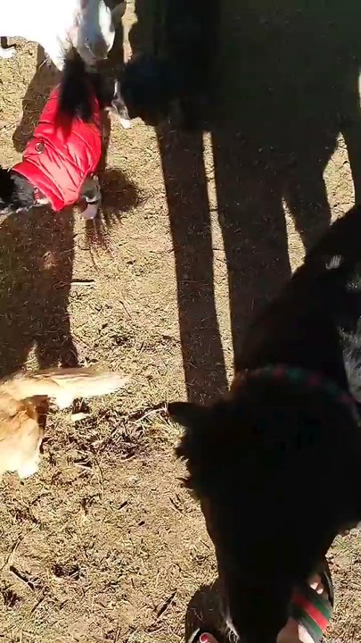 Riverwalk Dog Park - Max getting to know the doggies - Dog Parks Near Me - Riverside, California