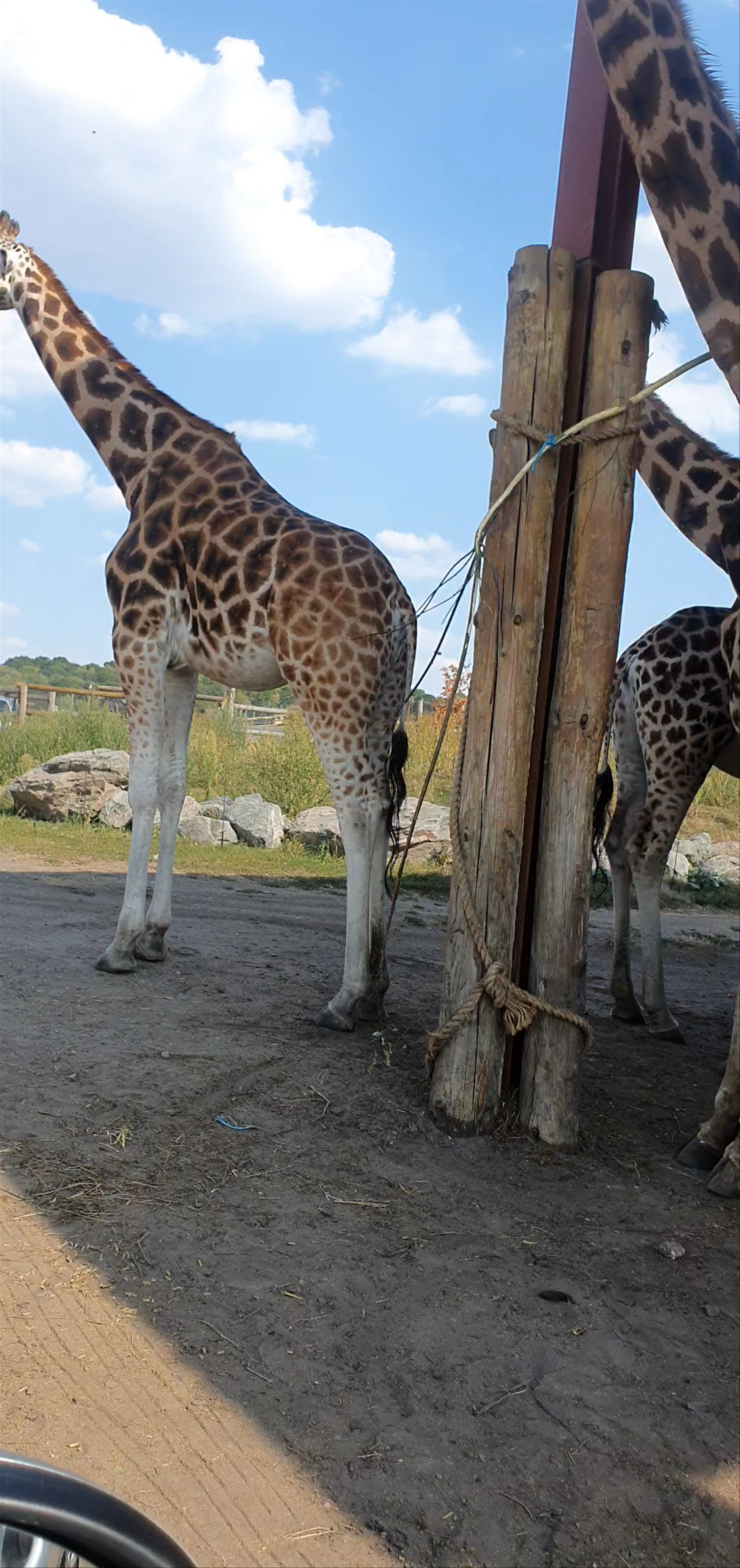 West Midland Safari Park