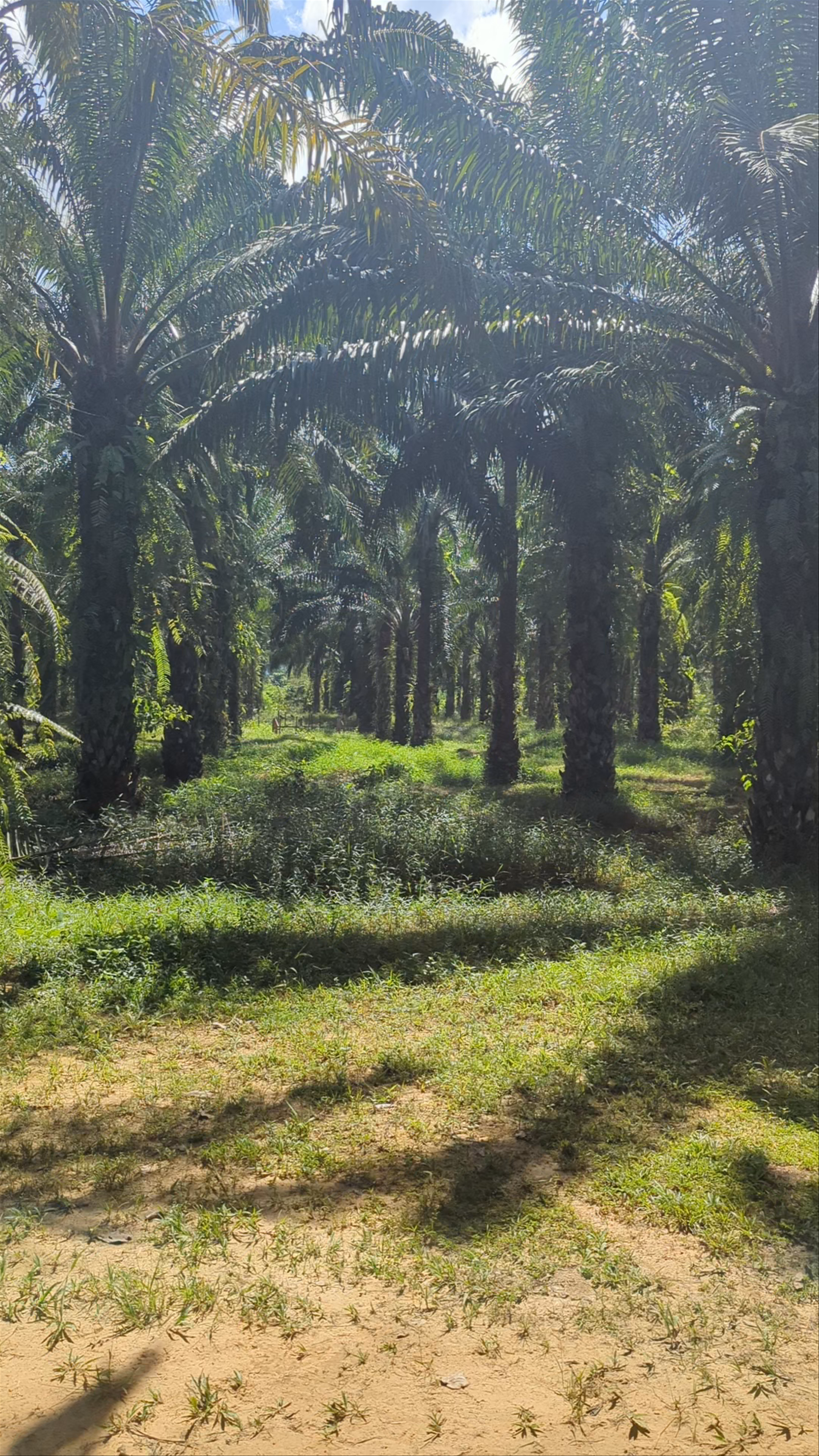 Khao Sok Elephant Sanctuary: Intimate Encounter with Gentle Giants