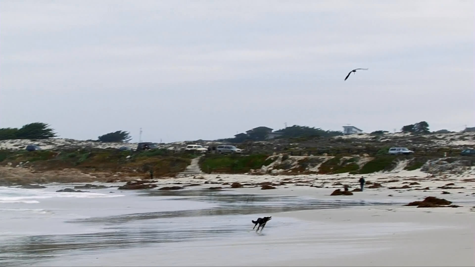A dark-coated dog runs along a sandy shoreline, actively chasing a flock of birds across the beach.