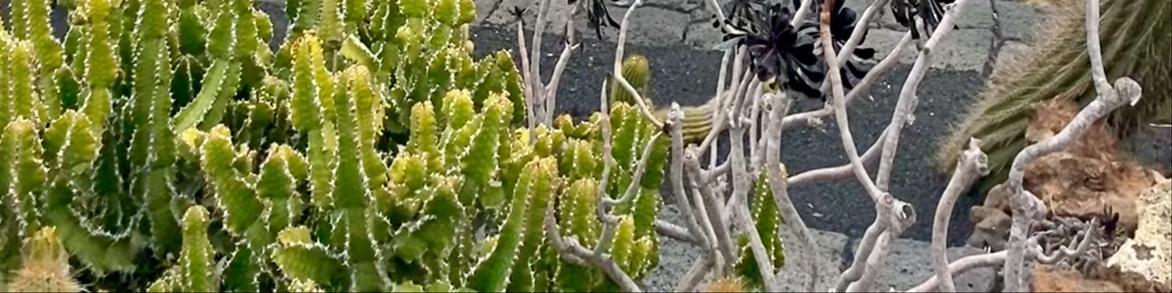 Jardín de Cactus | CACT Lanzarote