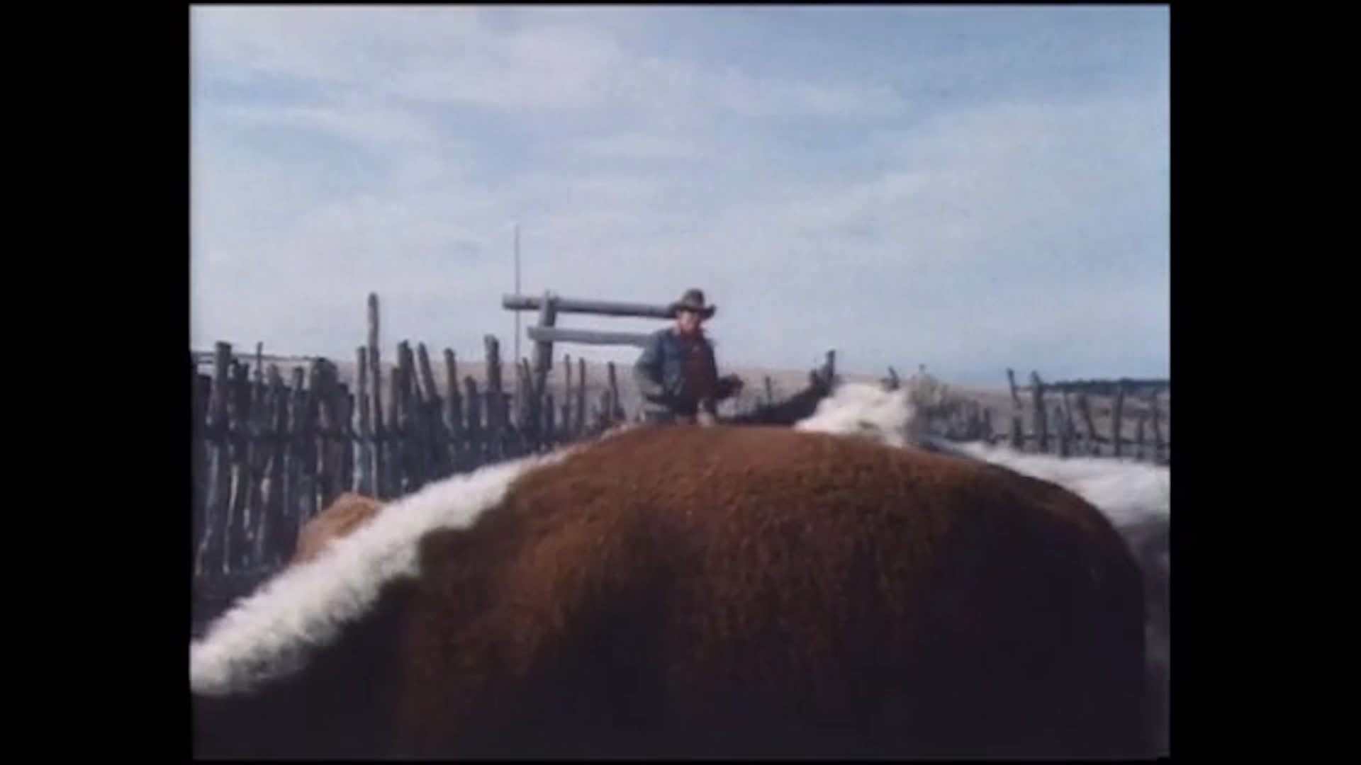 An older woman speaks before ranch hands guide cattle through a weathered wooden corral. A rider on horseback works alongside another person at the gate as the herd moves through the pen.