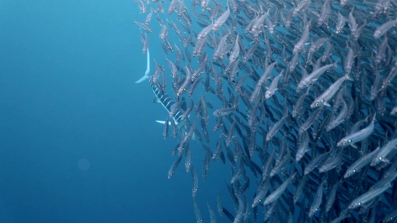 Striped Marlin Hunting Mackerel poster