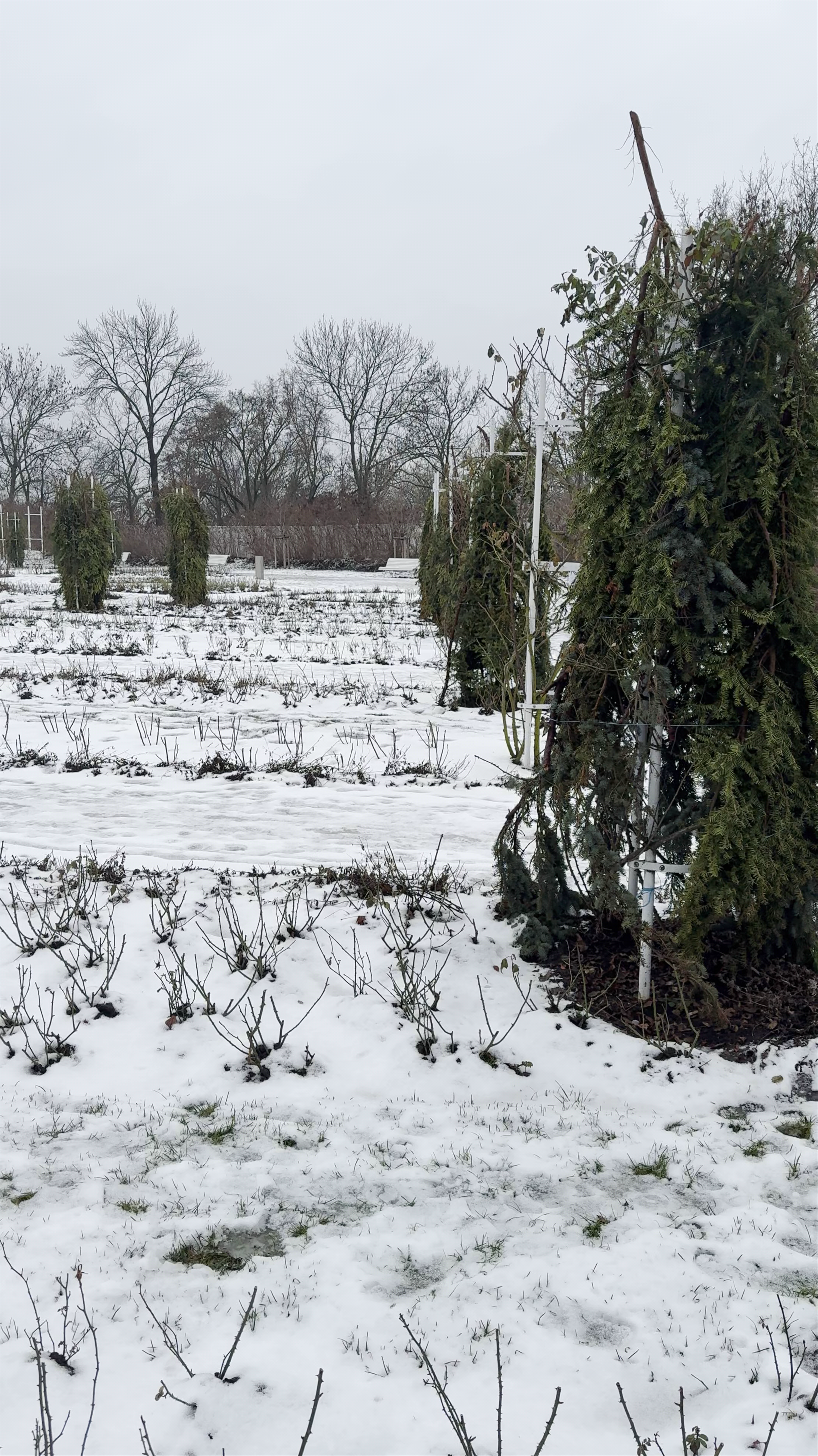 Růžový sad Petřín