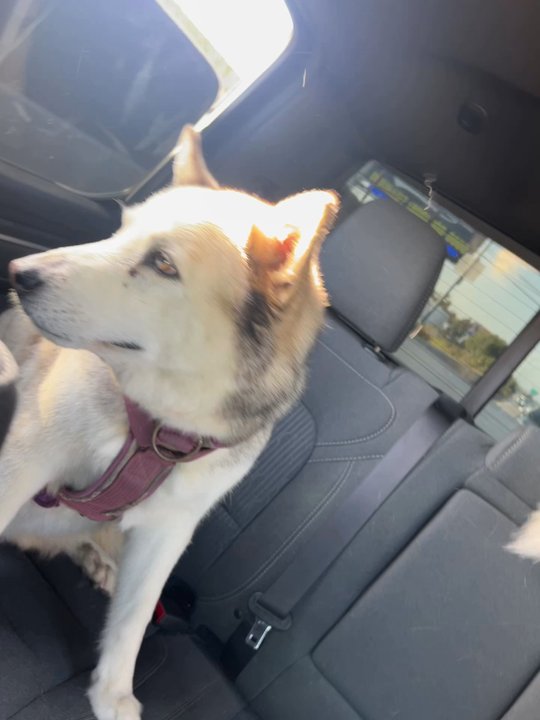 PetNJoy - How he normally looks - Pet Stores Near Me - Los Angeles, California