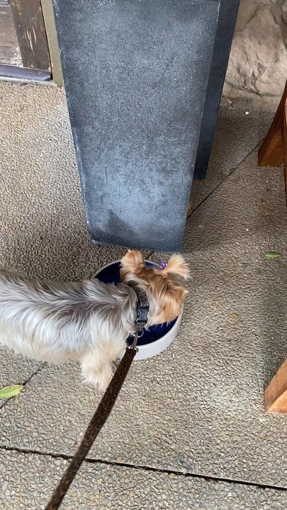 Sunlife Organics - Water for your dogs. - Juice Bars & Smoothies Near Me - Malibu, California