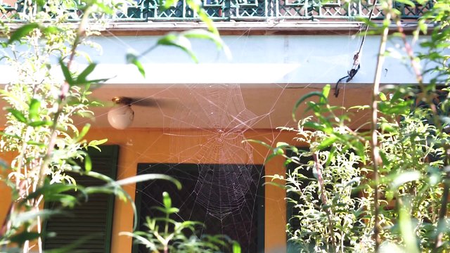 Huge spider web