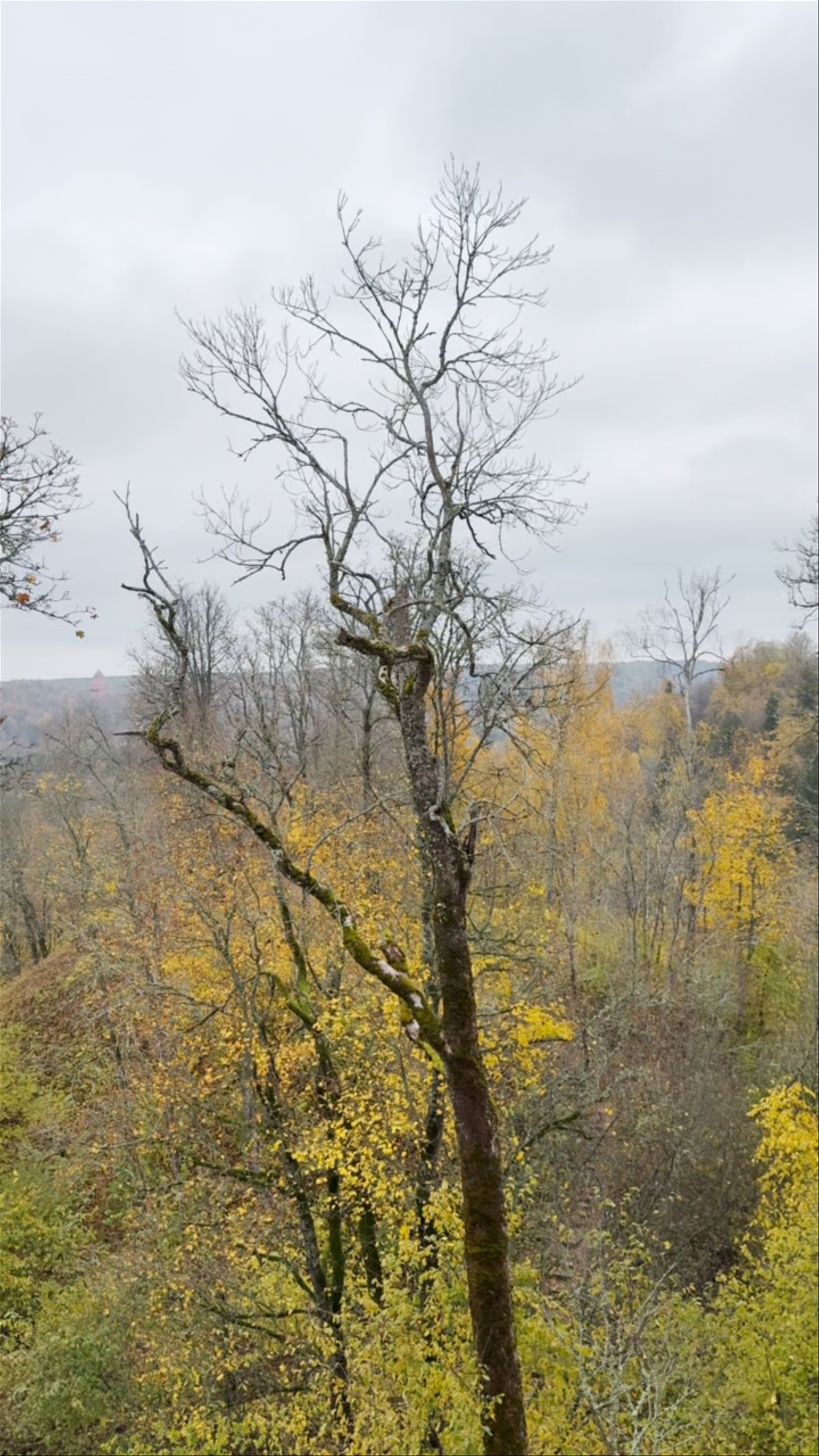 Castle Of The Livonian Order In Sigulda