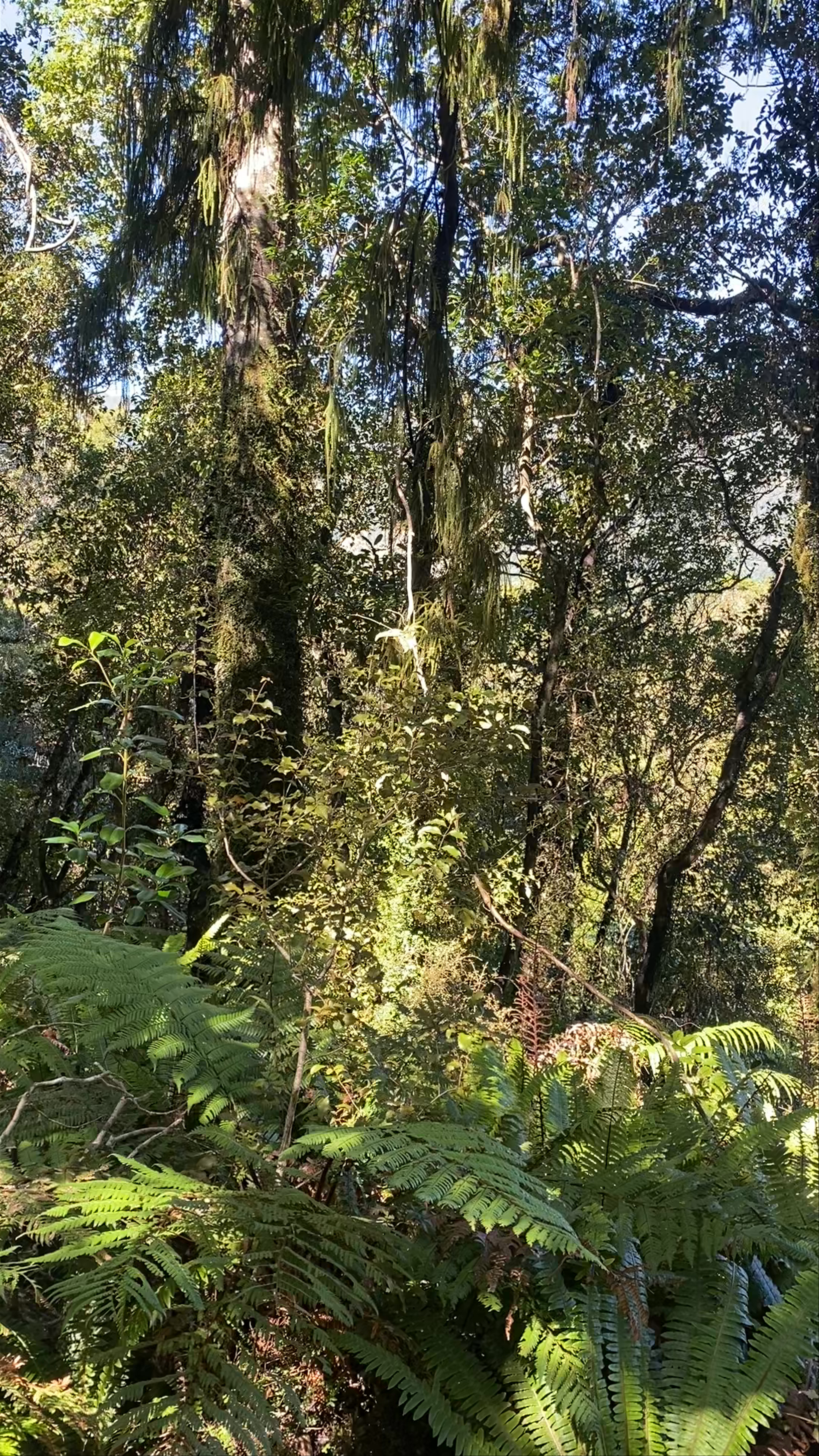 Hokitika Gorge Viewpoint Hokitika Gorge Walk