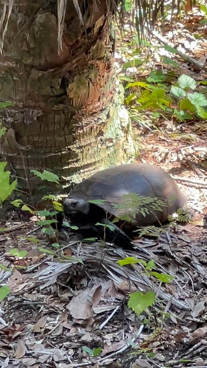 Erna Nixon Park - Gopher tortoise - Parks Near Me - Melbourne, Florida