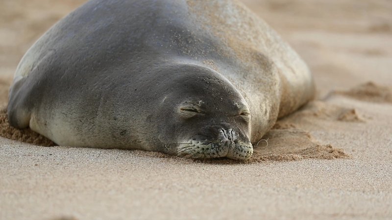 Hawaiian Monk Seal poster