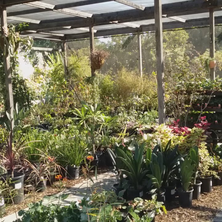 Bellefontaine Nursery - Nurseries & Gardening Near Me - Pasadena, California