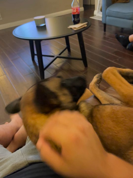 Dog Tribe - She's obeys, but still likes to cuddle. - Pet Training Near Me - Los Angeles, California