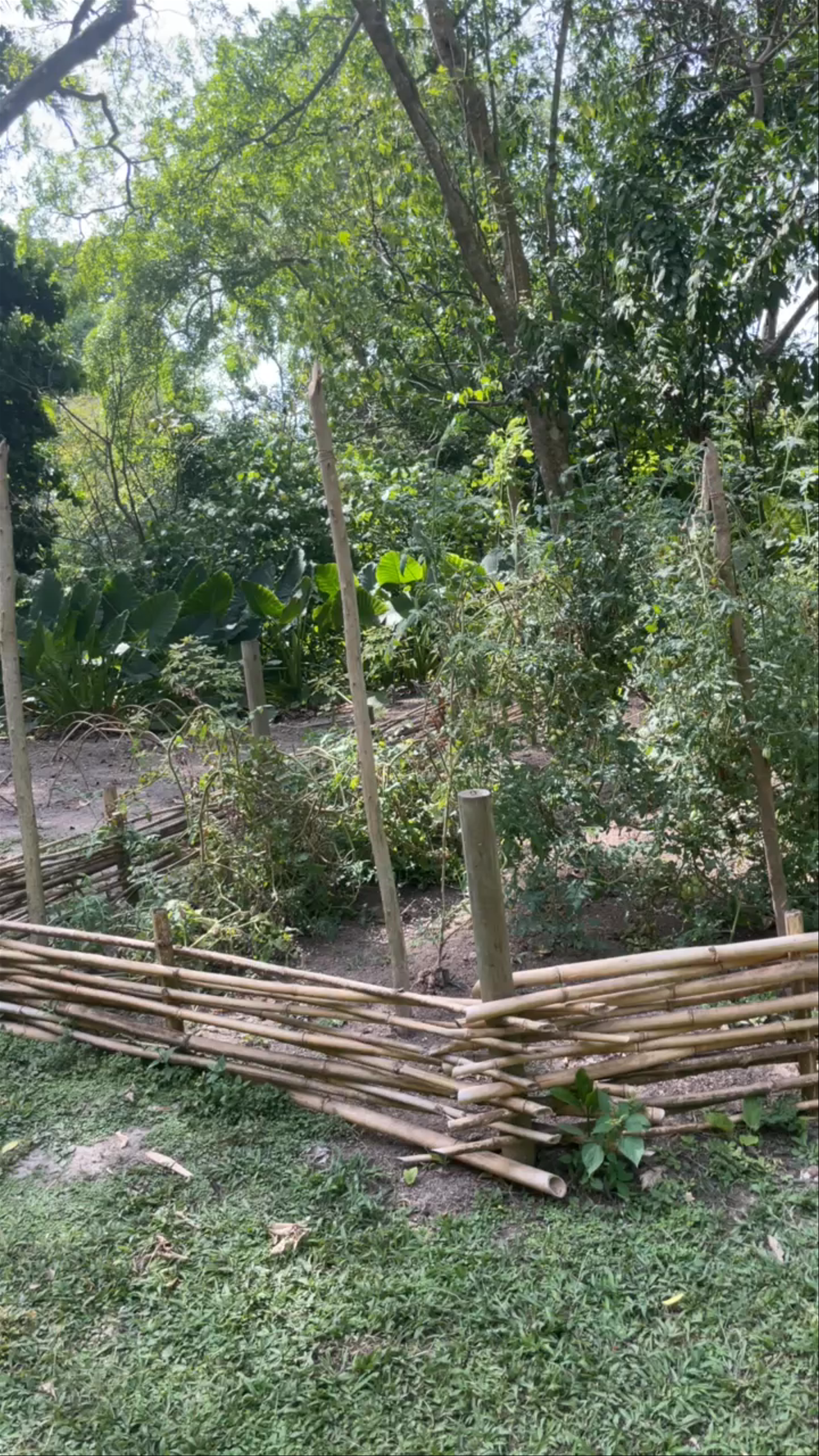 Exploring Cartagena Botanical Garden Guillermo Piñeres: A Tropical Oasis in Bolívar, Colombia
