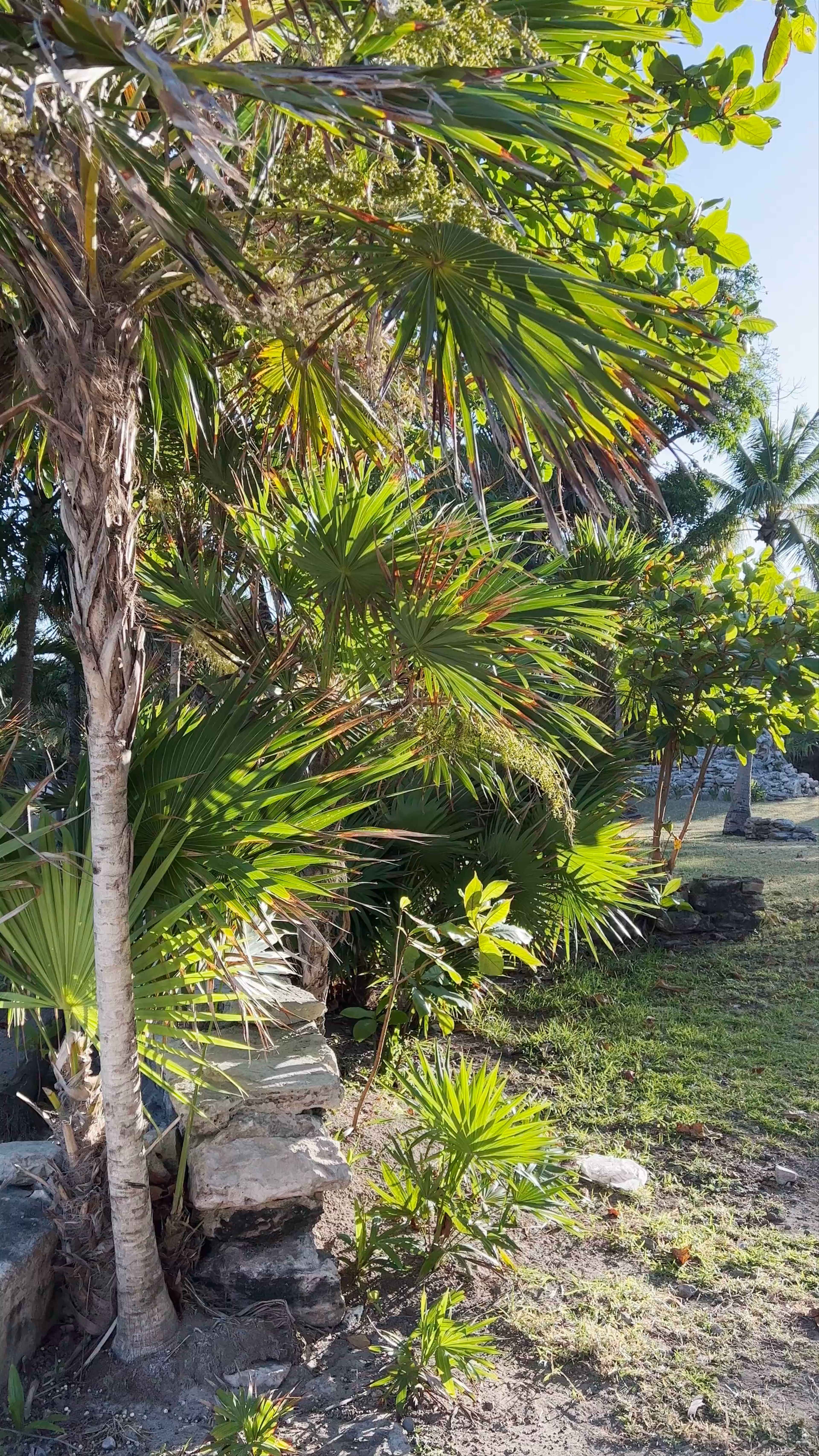Playacar Mayan Ruinas