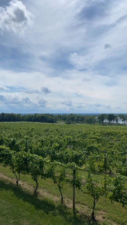 Ventosa Vineyards - Wineries Near Me - Geneva, New York