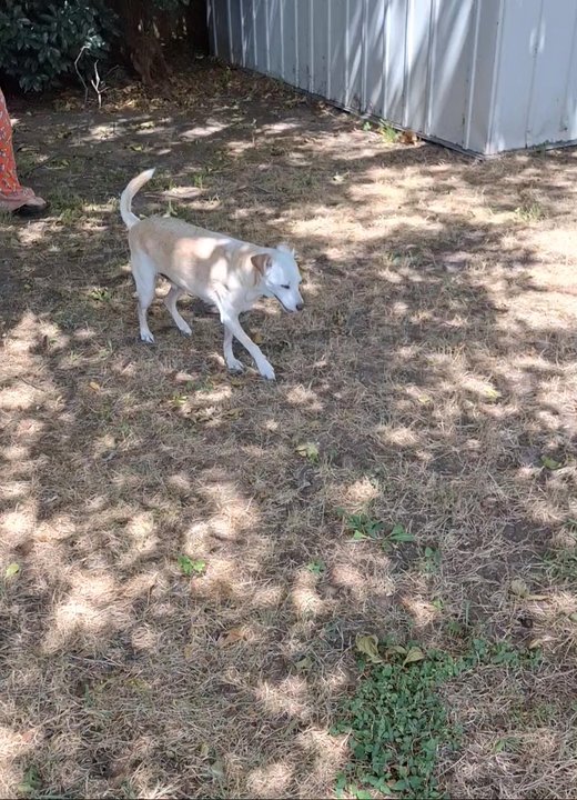 The PARC - Our "paraplegic" dog walking to find a place to urinate and defecate even though these things were diagnosed as impossibilities. - Emergency Pet Hospital Near Me - Fort Worth, Texas